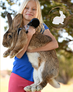 how much do rabbits cost rabbit breeders and bunny farms near me with bunnies for sale