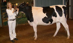 Bengal Kittens for sale near me