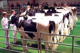 Bengal Kittens for sale near me