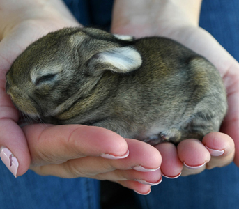 Bengal kitten for sale near me