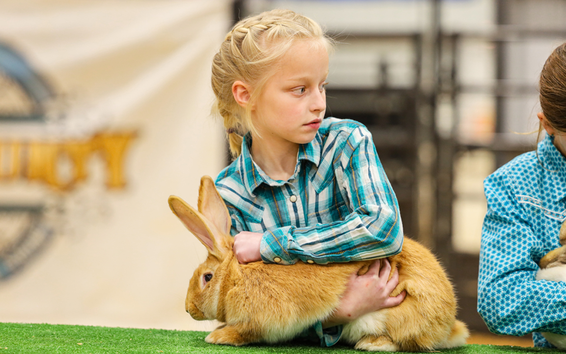 flemish giant rabbits for sale