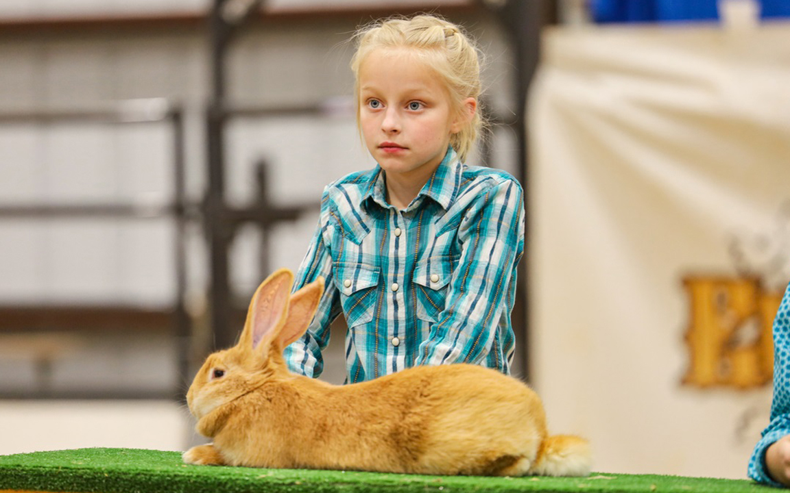 flemish giant rabbits for sale