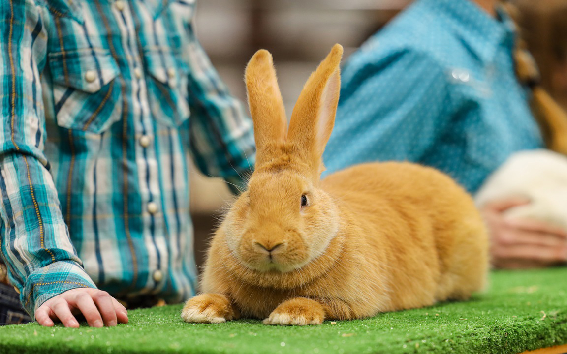 flemish giant rabbits for sale