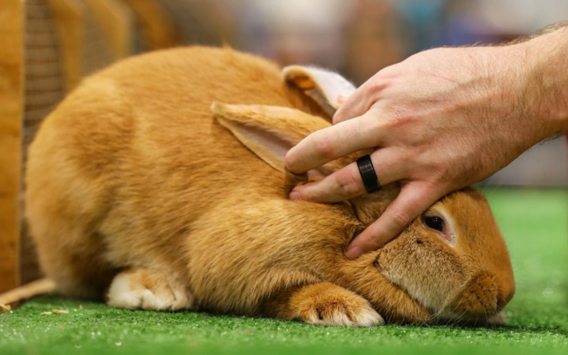 flemish giant rabbits for sale