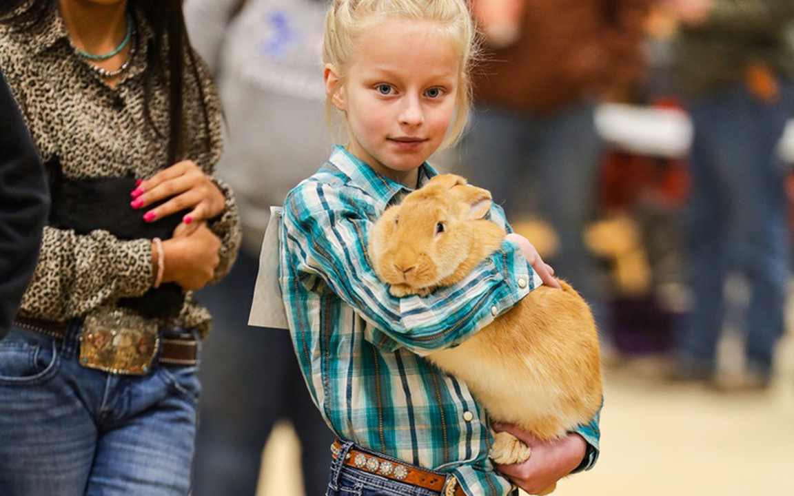 flemish giant rabbits for sale
