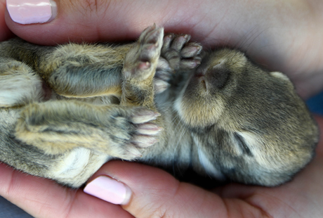 Pet Rabbits for sale meat rabbits for adoption rabbit breeder near me bunny for sale