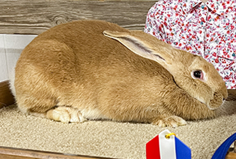 austin texas rabbit breeder and houston texas rabbit breeder rabbit farm near dallas rabbit farm near fort worth