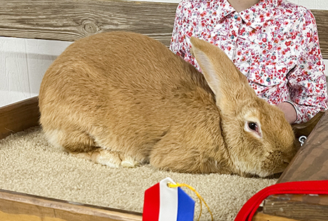 rabbit breeders with baby rabbits for sale near me kids show rabbit projects near me