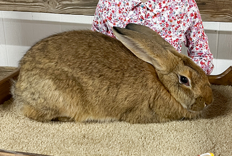 rabbit breeder near me rabbit breeder near belton rabbits for sale near corpus in texas rabbit farms near me