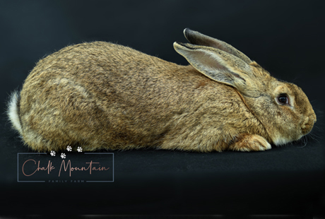 rabbits for sale in texas