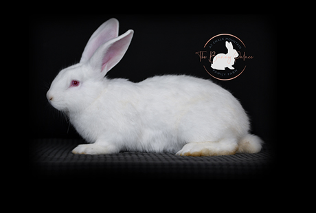 Pet Rabbits for sale meat rabbits for adoption rabbit breeder near me bunny for sale