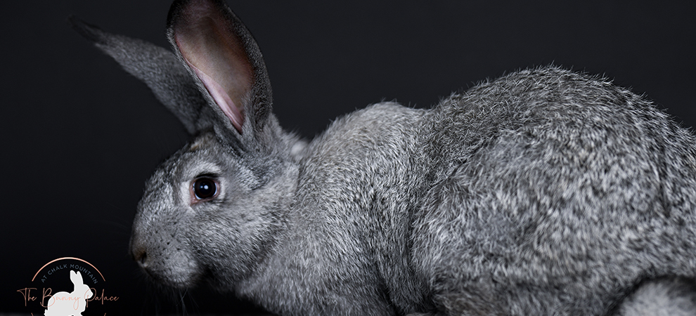 baby bunnies for sale giant rabbit breeds for sale texas