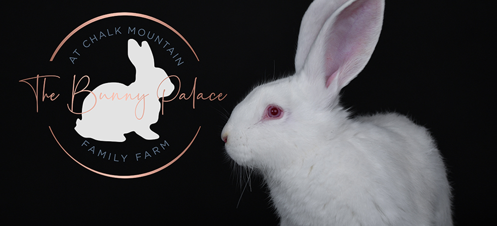 baby bunnies for sale giant rabbit breeds for sale texas