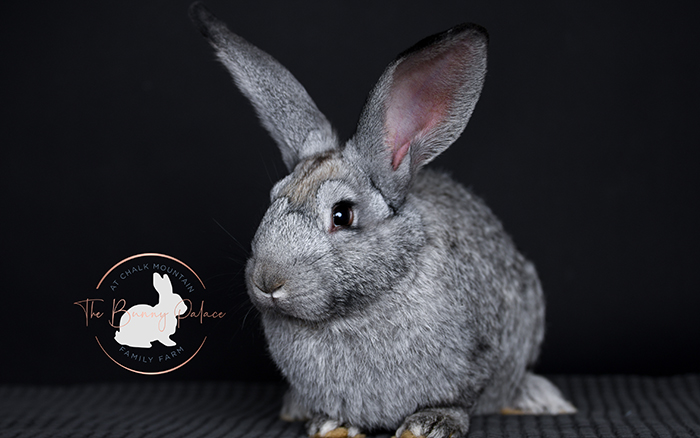 baby bunnies for sale near me in texas dallas fort worth bunnies as pet