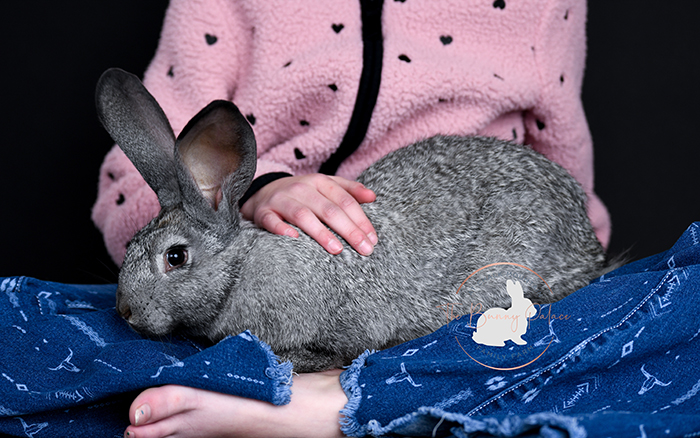 baby bunnies for sale near me in texas dallas fort worth bunnies as pet