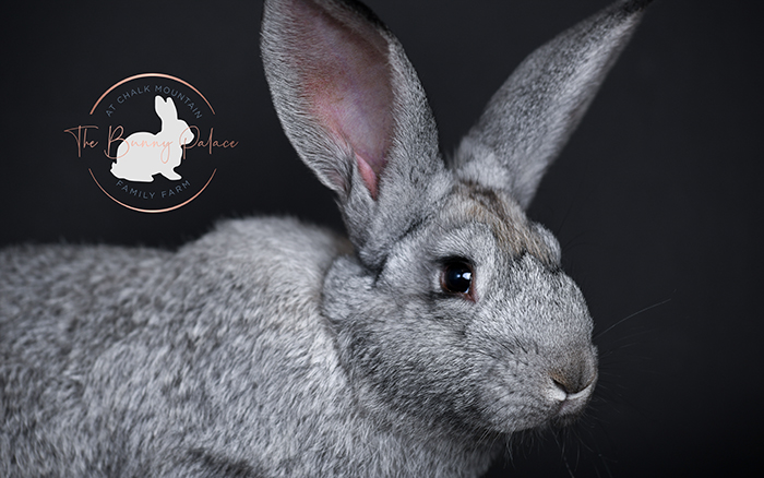 baby bunnies for sale near me in texas dallas fort worth bunnies as pet