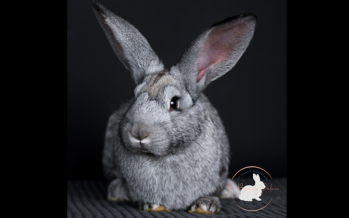 pet rabbit for sale near me texas