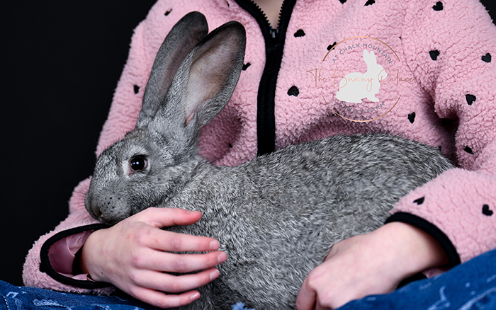 pet rabbit for sale near me texas