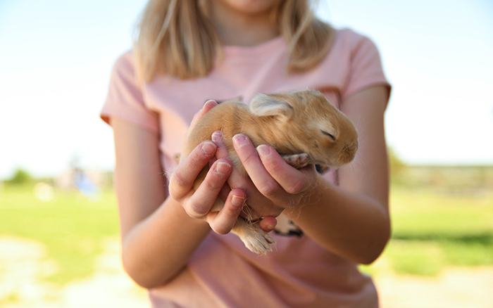 baby bunnies for sale near me in texas dallas fort worth bunnies as pet