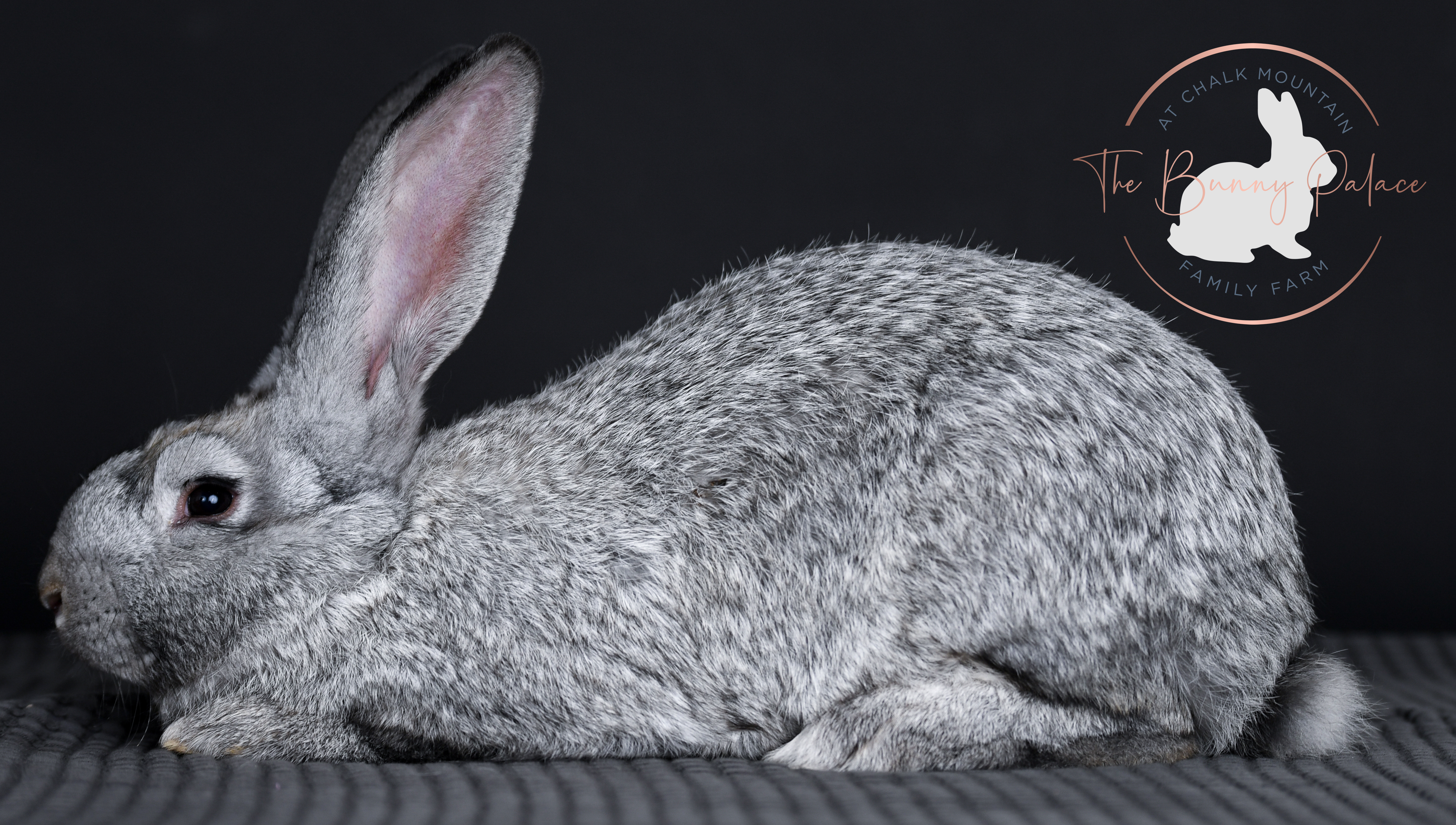 giant rabbit for sale as a pet in dallas texas