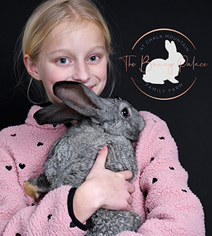 Bengal kitten for sale