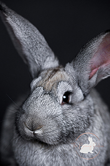 Bengal kitten for sale