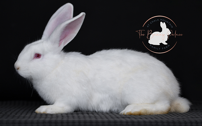 giant rabbit for sale as a pet in dallas texas