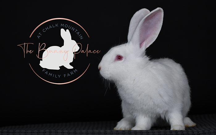 baby bunnies for sale near me in texas dallas fort worth bunnies as pet