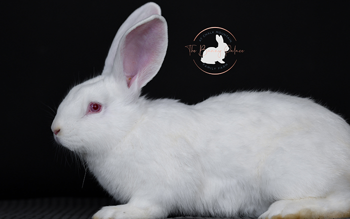 baby bunnies for sale near me in texas dallas fort worth bunnies as pet