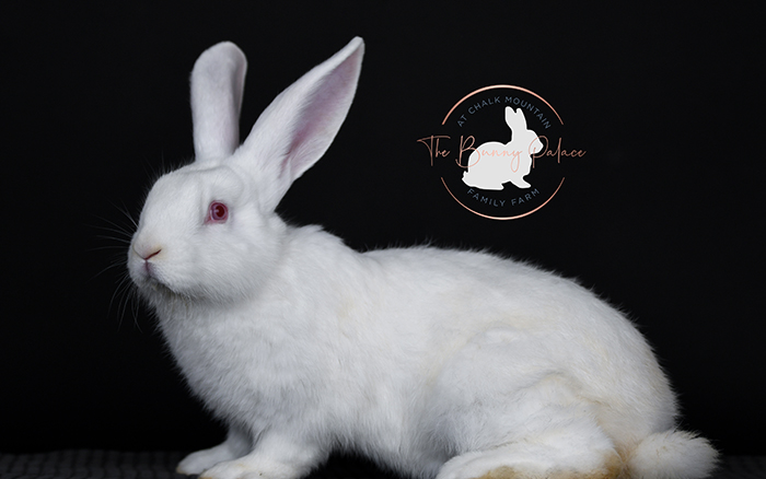 pet rabbit for sale near me texas